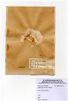 藏品(小團扇藻)的圖片